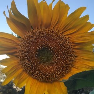 Meet your Posher, Janette